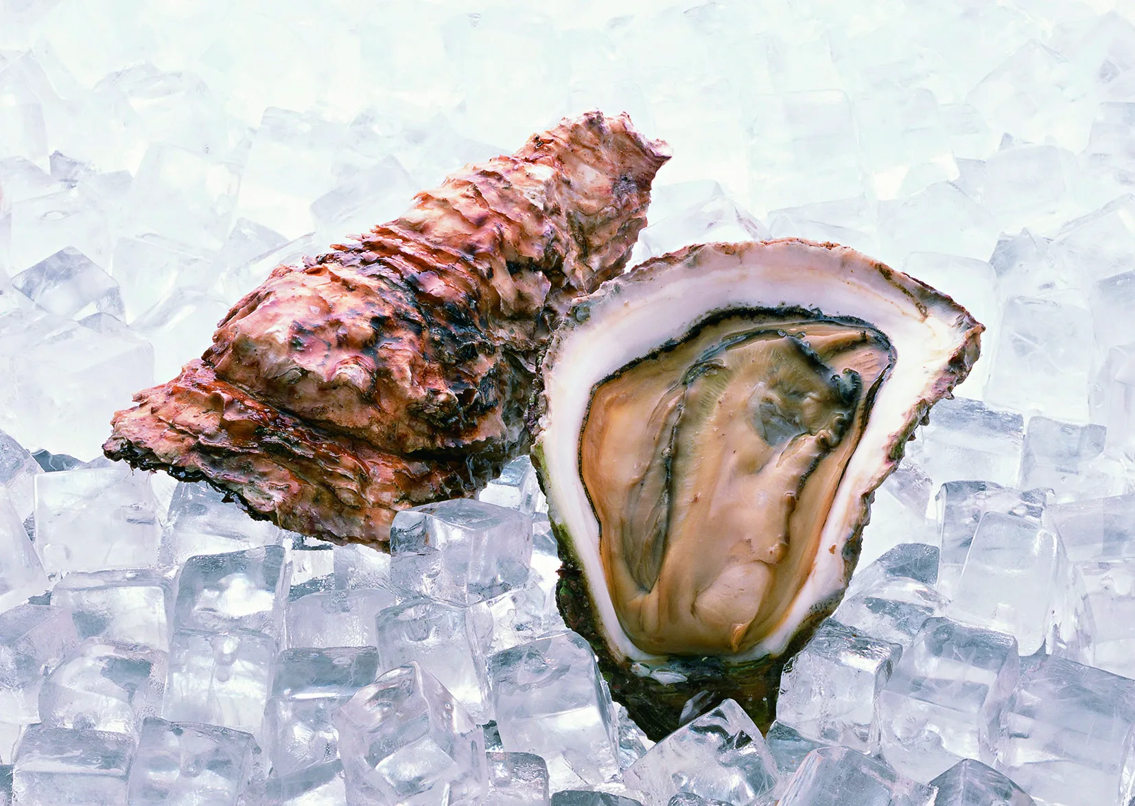 若狭のかき・岩牡蠣